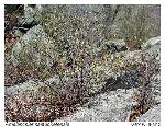 Amelanchier nantucketensis Bickn.