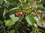 Amelanchier obovalis (Michx.) Ashe
