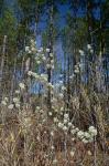 Amelanchier obovalis (Michx.) Ashe