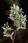 Amelanchier obovalis (Michx.) Ashe