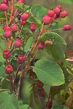 Amelanchier sanguinea (Pursh) DC.