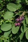 Amelanchier spicata (Lam.) K. Koch