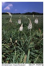 Amianthium muscitoxicum (Walt.) Gray