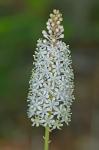 Amianthium muscitoxicum (Walt.) Gray
