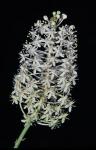 Amianthium muscitoxicum (Walt.) Gray
