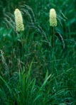 Amianthium muscitoxicum (Walt.) Gray