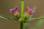 Ammannia coccinea Rottb.