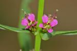 Ammannia coccinea Rottb.