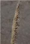 Calamagrostis breviligulata (Fern.) Saarela ssp. breviligulata