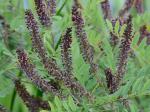 Amorpha fruticosa L.