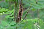 Amorpha fruticosa L.