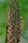 Amorpha fruticosa L.