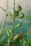 Amorpha fruticosa L.