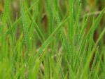 Amphicarpum amphicarpon (Pursh) Nash