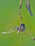 Amphicarpum amphicarpon (Pursh) Nash