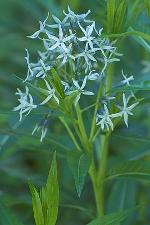 Amsonia tabernaemontana Walt.