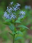 Amsonia tabernaemontana Walt.