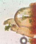 Anacamptodon splachnoides (Froel. ex Brid.) Brid.