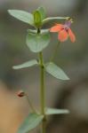 Anagallis arvensis L.