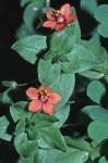 Anagallis arvensis L.