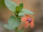Anagallis arvensis L.