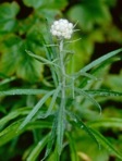 Anaphalis margaritacea (L.) Benth. & Hook. f.