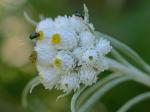 Anaphalis margaritacea (L.) Benth. & Hook. f.