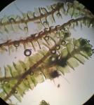 Anastrophyllum michauxii (F. Weber) H. Buch ex A. Evans