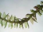Anastrophyllum michauxii (F. Weber) H. Buch ex A. Evans
