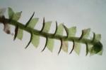 Anastrophyllum michauxii (F. Weber) H. Buch ex A. Evans