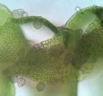 Anastrophyllum michauxii (F. Weber) H. Buch ex A. Evans