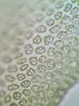 Anastrophyllum michauxii (F. Weber) H. Buch ex A. Evans
