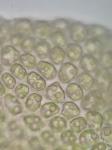 Anastrophyllum michauxii (F. Weber) H. Buch ex A. Evans