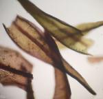 Andreaea rothii F. Weber & D. Mohr