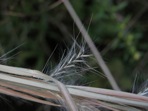 Andropogon virginicus L. var. virginicus