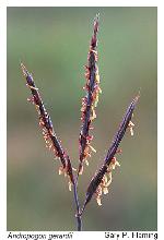 Andropogon gerardii Vitman