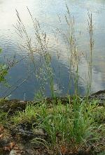 Andropogon gerardii Vitman