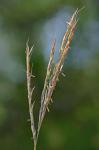 Andropogon gerardii Vitman