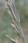 Andropogon cretaceus Weakley & Schori