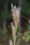 Andropogon glomeratus (Walt.) B.S.P.