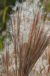 Andropogon glomeratus (Walt.) B.S.P.