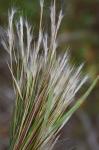 Andropogon glomeratus (Walt.) B.S.P.