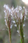 Andropogon glomeratus (Walt.) B.S.P.