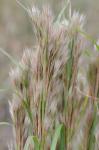Andropogon tenuispatheus (Nash) Nash