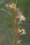 Andropogon tenuispatheus (Nash) Nash
