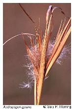 Andropogon gyrans Ashe