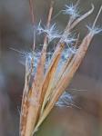 Andropogon gyrans Ashe