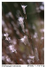 Andropogon ternarius Michx. var. ternarius