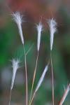 Andropogon ternarius Michx. var. ternarius