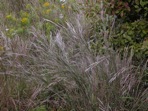 Andropogon ternarius Michx. var. ternarius